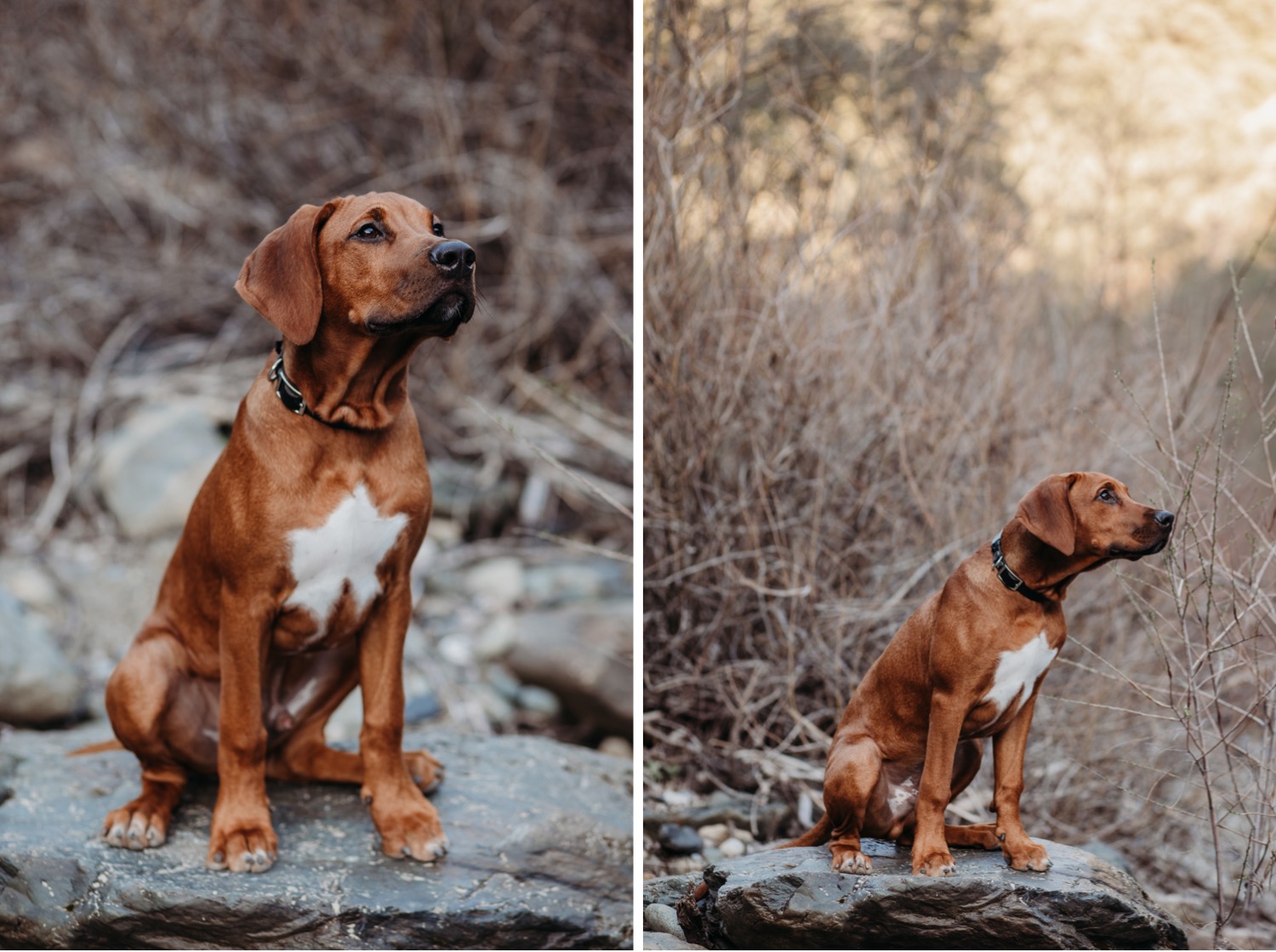 Cute brown dog with a white chest sniffing the air on a hiking trail. 