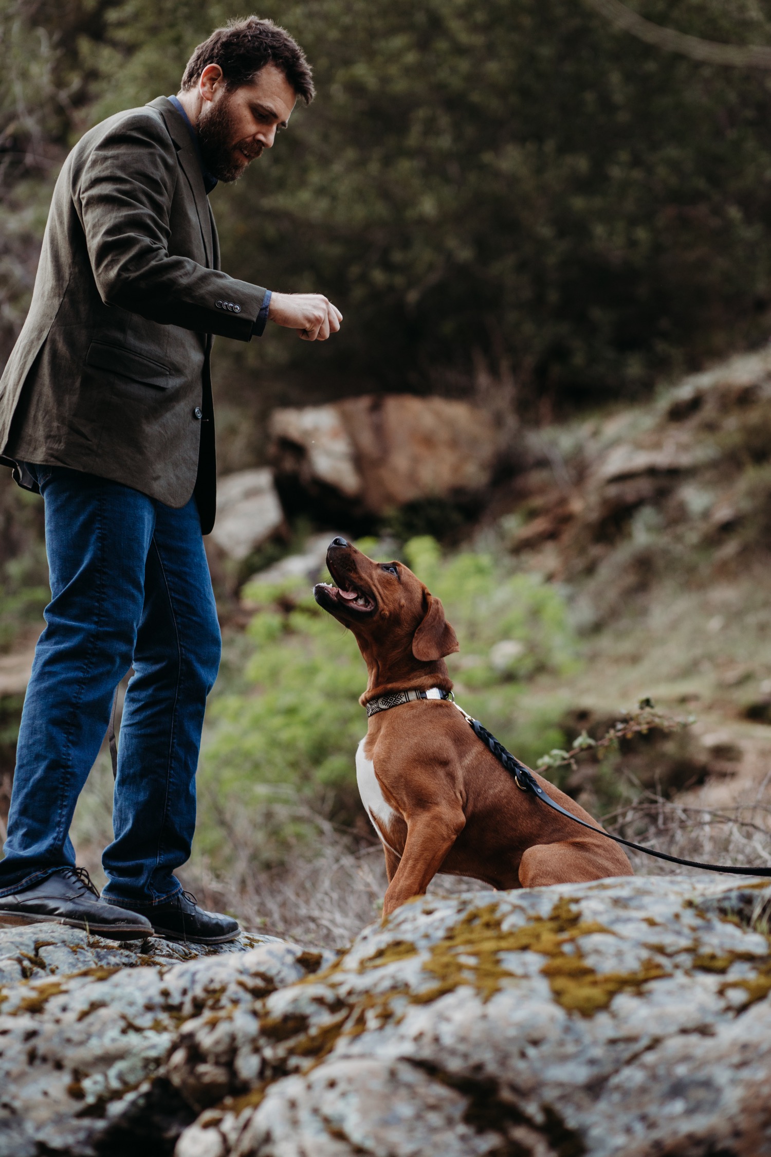 Man in a suit jacket and jeans gets his cute brown dog to sit with a treat. 