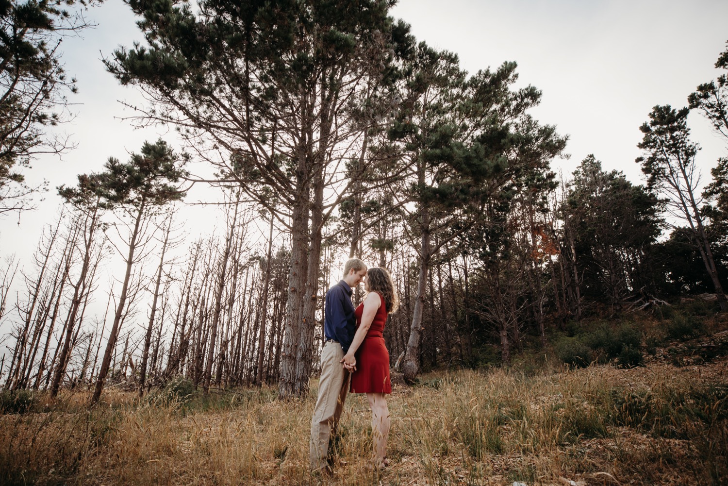 Couple stands holding hands with foreheads touching amidst tall trees on their Salt Point Park engagement photoshoot.