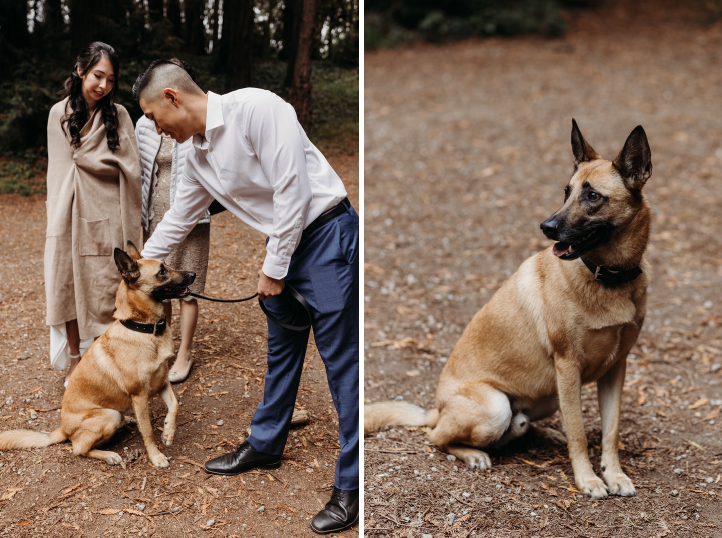 Groom pets his dog and a solo photo of the dog in a park.