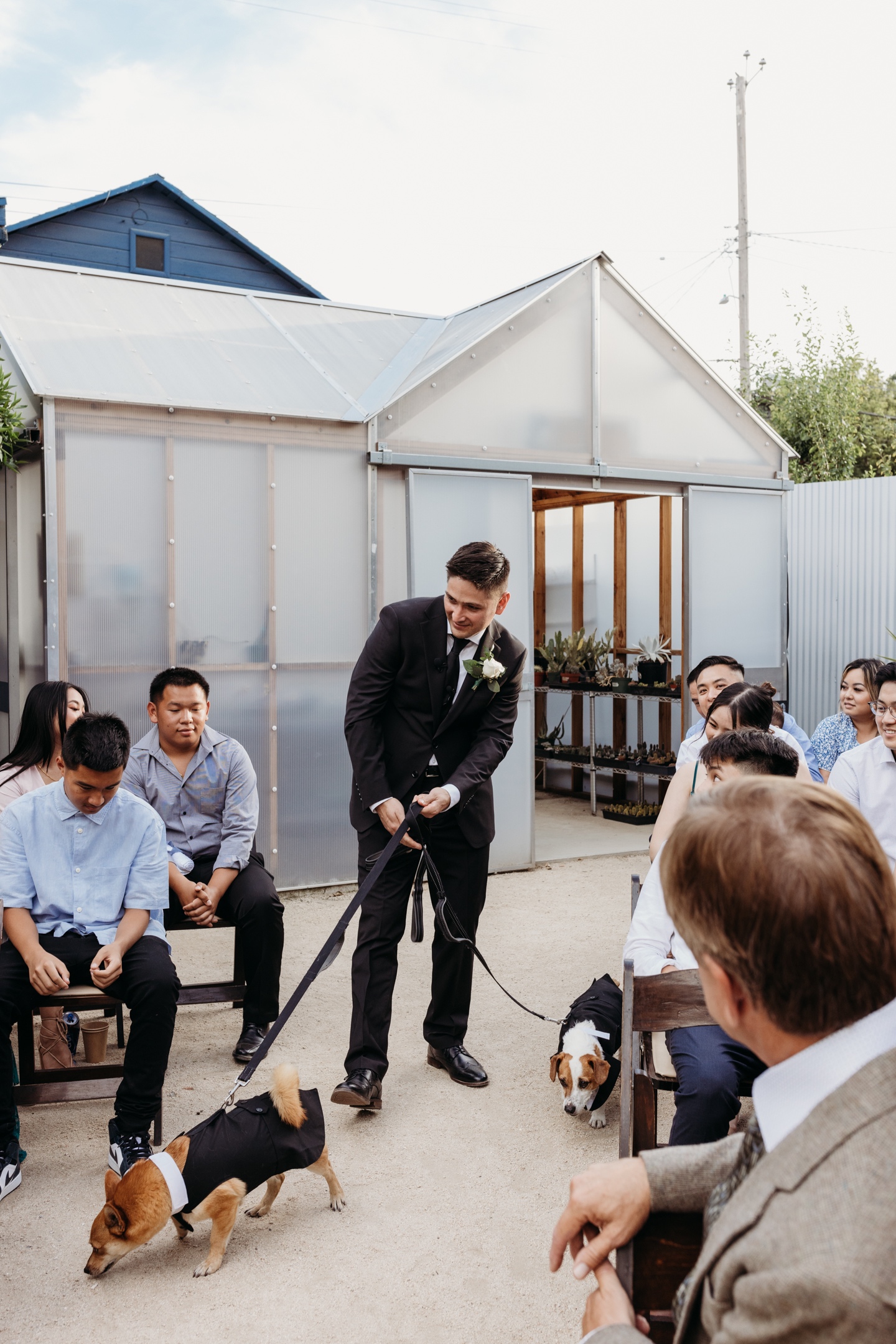 Groom walks down the aisle with two small dogs wearing suits for his Prickly Pear wedding.