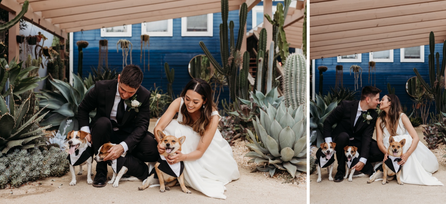 Bride and groom kneel while petting their three small dogs dressed in suits.